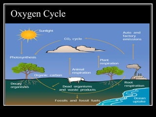 Oxygen Cycle 