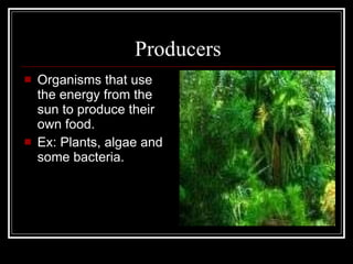 Producers Organisms that use the energy from the sun to produce their own food. Ex: Plants, algae and  some bacteria. 