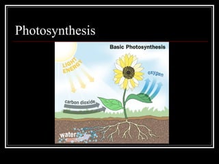 Photosynthesis 