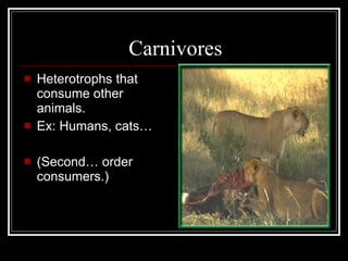 Carnivores Heterotrophs that consume other animals. Ex: Humans, cats… (Second… order consumers.) 