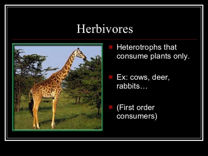 Energy flow in ecosystems