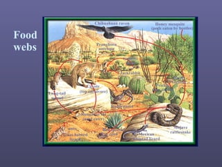 Food
webs
Chihuahuan raven Honey mesquite
(pods eaten by beetles)
Pronghorn
antelope
Gambel
quail
Jackrabbit
Desert
tortoise
Prickly
pear cactus
Long-tail
weasel
Coyote
(top carnivore)
Roadrunner
Kangaroo rat
(seed eater)
ants
Texas horned
lizard
Red spotted
toad Mexican
whiptail lizard
Mojave
rattlesnake
 