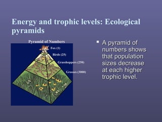 Energy and trophic levels: Ecological
pyramids
 A pyramid ofA pyramid of
numbers showsnumbers shows
that populationthat population
sizes decreasesizes decrease
at each higherat each higher
trophic level.trophic level.
Pyramid of Numbers
Fox (1)
Birds (25)
Grasshoppers (250)
Grasses (3000)
 