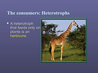 The consumers: Heterotrophs
 A heterotrophA heterotroph
that feeds only onthat feeds only on
plants is anplants is an
herbivore.herbivore.
 