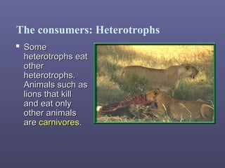 The consumers: Heterotrophs
 SomeSome
heterotrophs eatheterotrophs eat
otherother
heterotrophs.heterotrophs.
Animals such asAnimals such as
lions that killlions that kill
and eat onlyand eat only
other animalsother animals
areare carnivorescarnivores..
 