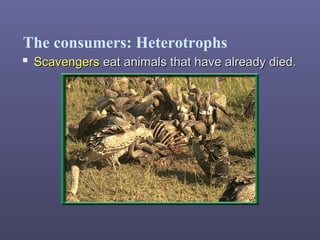 The consumers: Heterotrophs
 ScavengersScavengers eat animals that have already died.eat animals that have already died.
 
