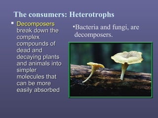 The consumers: Heterotrophs
 DecomposersDecomposers
break down thebreak down the
complexcomplex
compounds ofcompounds of
dead anddead and
decaying plantsdecaying plants
and animals intoand animals into
simplersimpler
molecules thatmolecules that
can be morecan be more
easily absorbedeasily absorbed
•Bacteria and fungi, are
decomposers.
 