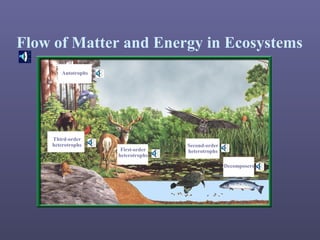 Flow of Matter and Energy in Ecosystems
Autotrophs
First-order
heterotrophs
Third-order
heterotrophs Second-order
heterotrophs
Decomposers
 