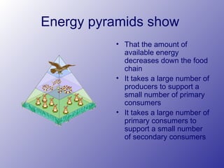 Energy pyramids show
• That the amount of
available energy
decreases down the food
chain
• It takes a large number of
producers to support a
small number of primary
consumers
• It takes a large number of
primary consumers to
support a small number
of secondary consumers
 
