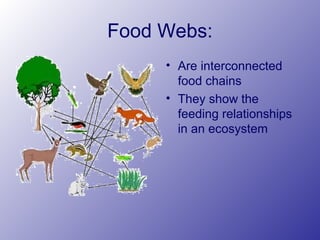Food Webs:
• Are interconnected
food chains
• They show the
feeding relationships
in an ecosystem
 