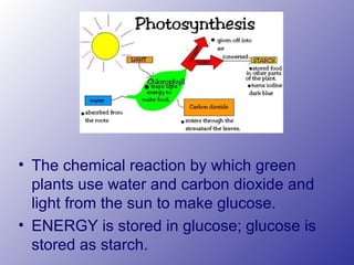 • The chemical reaction by which green
plants use water and carbon dioxide and
light from the sun to make glucose.
• ENERGY is stored in glucose; glucose is
stored as starch.
 
