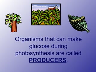 Organisms that can make
glucose during
photosynthesis are called
PRODUCERS.
 