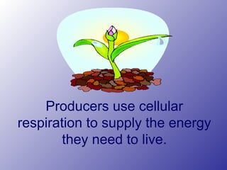 Producers use cellular
respiration to supply the energy
they need to live.
 