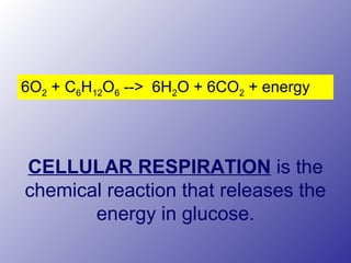CELLULAR RESPIRATION is the
chemical reaction that releases the
energy in glucose.
6O2 + C6H12O6 --> 6H2O + 6CO2 + energy
 