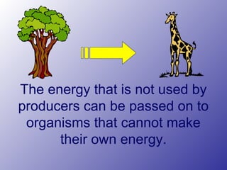 The energy that is not used by
producers can be passed on to
organisms that cannot make
their own energy.
 
