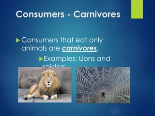 Consumers - Carnivores 
 Consumers that eat only 
animals are carnivores. 
Examples: Lions and 
spiders 
 