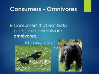 Consumers - Omnivores 
 Consumers that eat both 
plants and animals are 
omnivores. 
Crows, bears, and most 
humans are omnivores. 
 