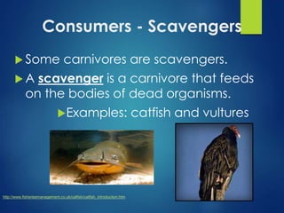 Consumers - Scavengers 
Some carnivores are scavengers. 
 A scavenger is a carnivore that feeds 
on the bodies of dead organisms. 
Examples: catfish and vultures 
http://www.fisheriesmanagement.co.uk/catfish/catfish_introduction.htm 
 