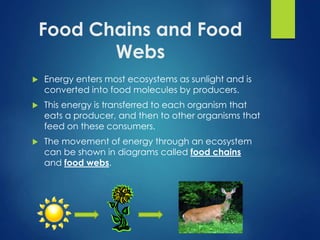 Food Chains and Food 
Webs 
 Energy enters most ecosystems as sunlight and is 
converted into food molecules by producers. 
 This energy is transferred to each organism that 
eats a producer, and then to other organisms that 
feed on these consumers. 
 The movement of energy through an ecosystem 
can be shown in diagrams called food chains 
and food webs. 
 