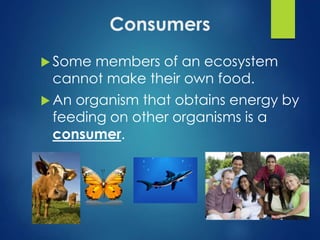 Consumers 
Some members of an ecosystem 
cannot make their own food. 
 An organism that obtains energy by 
feeding on other organisms is a 
consumer. 
 