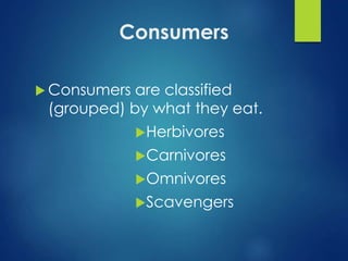 Consumers 
 Consumers are classified 
(grouped) by what they eat. 
Herbivores 
Carnivores 
Omnivores 
Scavengers 
 