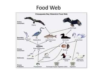 Food Web
 