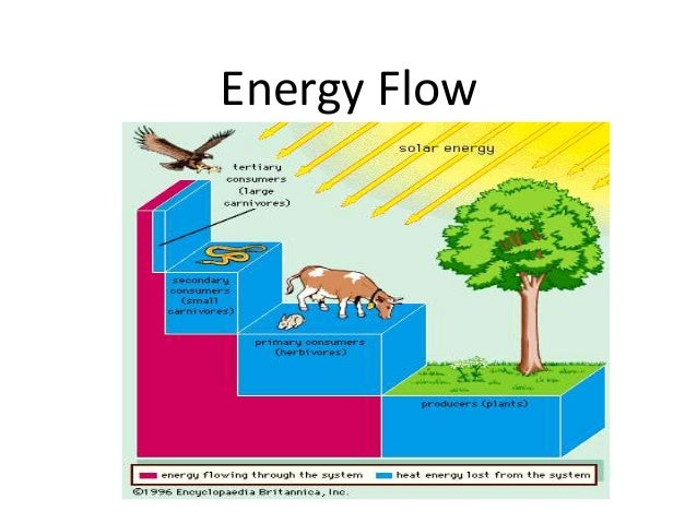 Energy Flow Diagram Examples