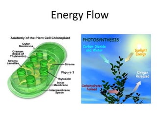 Energy Flow
 