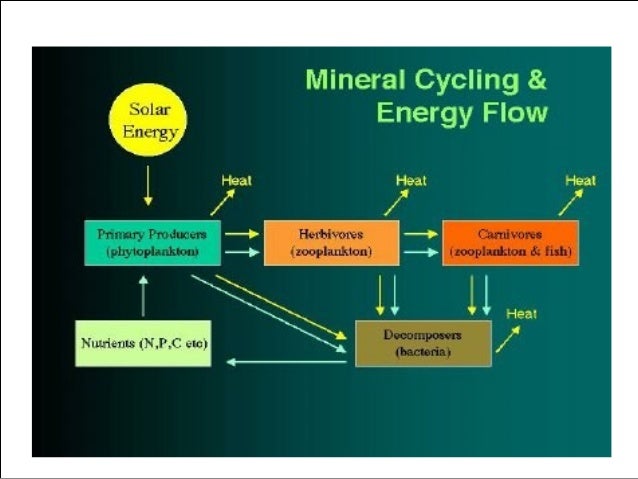 Energy Flow By Using Energy Models In Ecosystem