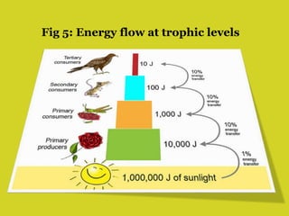 Fig 5: Energy flow at trophic levels
 