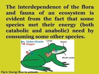 The interdependence of the flora
and fauna of an ecosystem is
evident from the fact that some
species met their energy (both
catabolic and anabolic) need by
consuming some other species.
Fig 6: Energy flow in animals
 