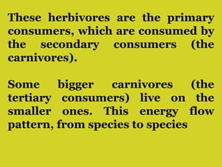 These herbivores are the primary
consumers, which are consumed by
the secondary consumers (the
carnivores).
Some bigger carnivores (the
tertiary consumers) live on the
smaller ones. This energy flow
pattern, from species to species
 