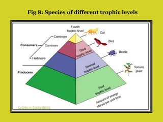 Fig 8: Species of different trophic levels
 