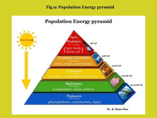 Fig 9: Population Energy pyramid
 