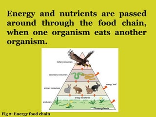 Energy and nutrients are passed
around through the food chain,
when one organism eats another
organism.
Fig 2: Energy food chain
 