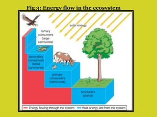 Fig 3: Energy flow in the ecosystem
 