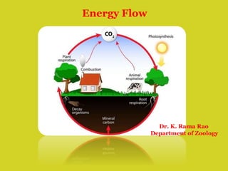 Energy Flow
Dr. K. Rama Rao
Department of Zoology
 