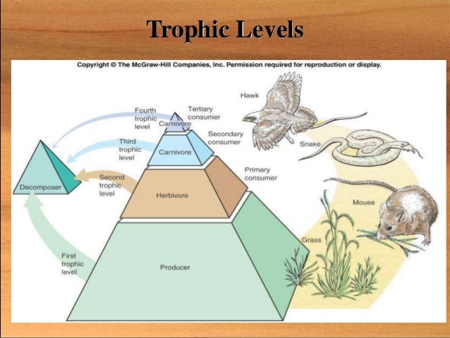 Energy Flow 2 ecology-ecosystems-food-webs-ppt-download