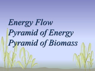 Energy Flow
Pyramid of Energy
Pyramid of Biomass
 