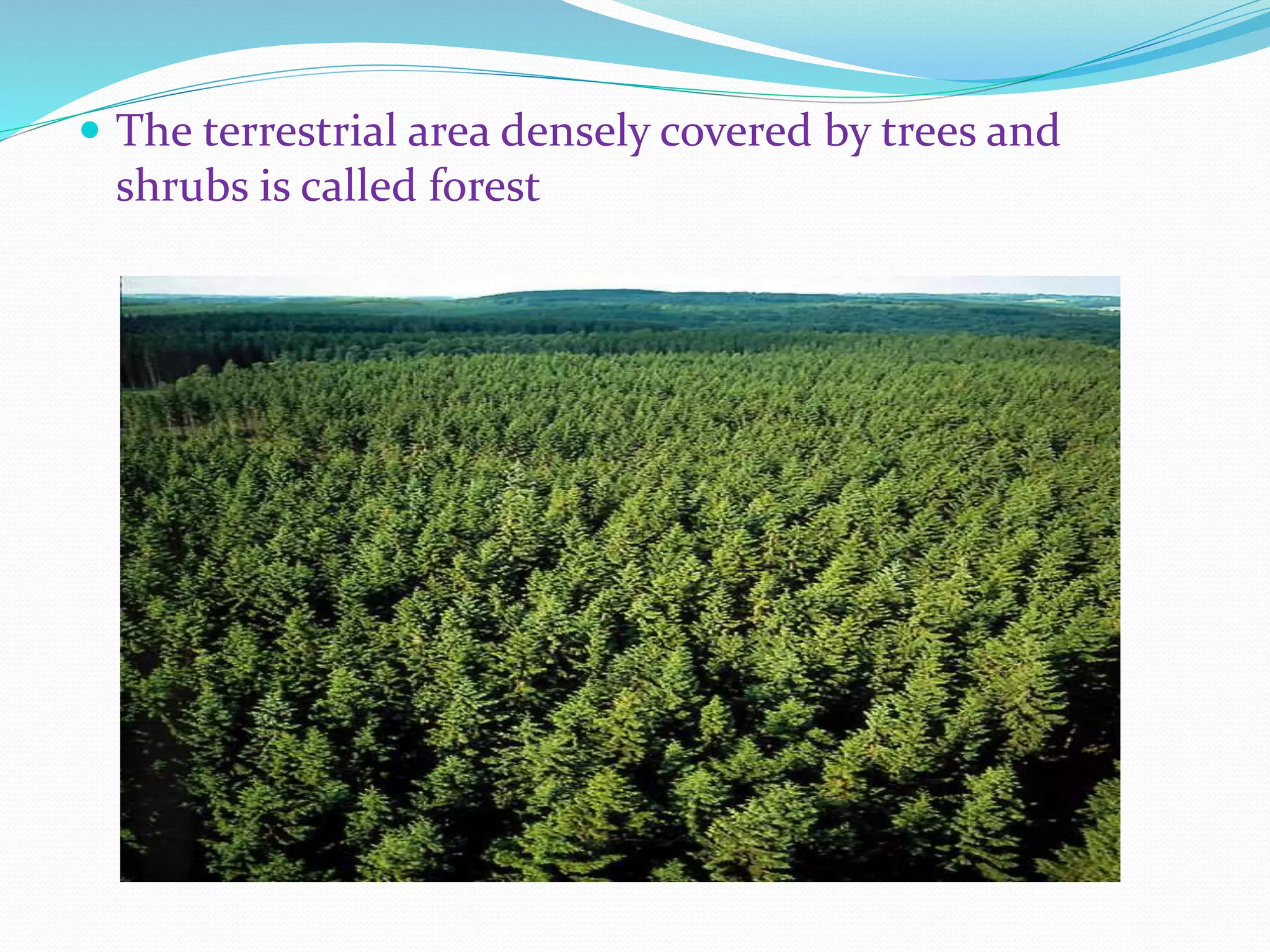 ď‚— The terrestrial area densely covered by trees and
shrubs is called forest