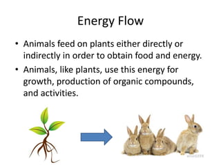 Energy Flow
• Animals feed on plants either directly or
indirectly in order to obtain food and energy.
• Animals, like plants, use this energy for
growth, production of organic compounds,
and activities.
 