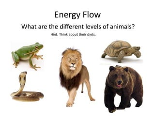 Energy Flow
What are the different levels of animals?
Hint: Think about their diets.
 