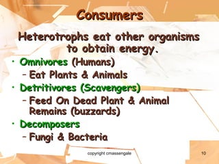10
ConsumersConsumers
Heterotrophs eat other organismsHeterotrophs eat other organisms
to obtain energy.to obtain energy.
• OmnivoresOmnivores (Humans)(Humans)
– Eat Plants & AnimalsEat Plants & Animals
• Detritivores (Scavengers)Detritivores (Scavengers)
– Feed On Dead Plant & AnimalFeed On Dead Plant & Animal
Remains (buzzards)Remains (buzzards)
• DecomposersDecomposers
– Fungi & BacteriaFungi & Bacteria
copyright cmassengale
 