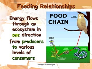 11
Feeding RelationshipsFeeding Relationships
Energy flowsEnergy flows
through anthrough an
ecosystem inecosystem in
oneone directiondirection
fromfrom producersproducers
toto variousvarious
levels oflevels of
consumersconsumers
copyright cmassengale
 