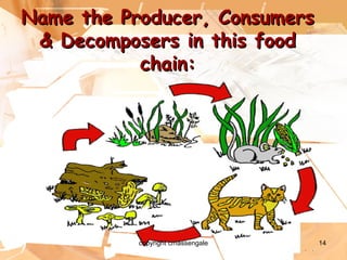 14
Name the Producer, ConsumersName the Producer, Consumers
& Decomposers in this food& Decomposers in this food
chain:chain:
copyright cmassengale
 