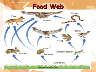 15
Food WebFood Web
copyright cmassengale
 