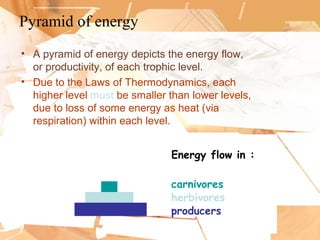 Pyramid of energy
• A pyramid of energy depicts the energy flow,
or productivity, of each trophic level.
• Due to the Laws of Thermodynamics, each
higher level must be smaller than lower levels,
due to loss of some energy as heat (via
respiration) within each level.
producers
herbivores
carnivores
Energy flow in :
 