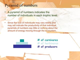 Pyramid of numbers
• A pyramid of numbers indicates the
number of individuals in each trophic level.
•
• Since the size of individuals may vary widely and
may not indicate the productivity of that individual,
pyramids of numbers say little or nothing about the
amount of energy moving through the ecosystem.
# of producers
# of herbivores
# of carnivores
 