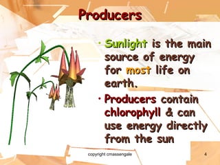 4
ProducersProducers
• SunlightSunlight is the mainis the main
source of energysource of energy
forfor mostmost life onlife on
earth.earth.
• ProducersProducers containcontain
chlorophyllchlorophyll & can& can
use energy directlyuse energy directly
from the sunfrom the sun
copyright cmassengale
 
