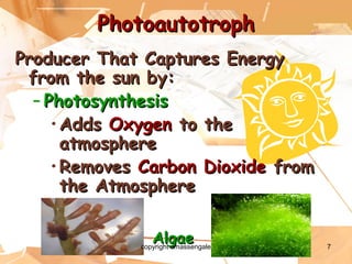 7
PhotoautotrophPhotoautotroph
Producer That Captures EnergyProducer That Captures Energy
from the sun by:from the sun by:
– PhotosynthesisPhotosynthesis
• AddsAdds OxygenOxygen to theto the
atmosphereatmosphere
• RemovesRemoves Carbon DioxideCarbon Dioxide fromfrom
the Atmospherethe Atmosphere
AlgaeAlgaecopyright cmassengale
 